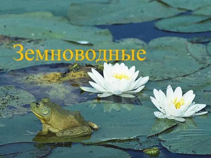 Земноводные