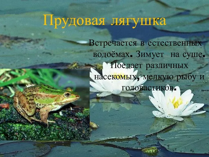 Прудовая лягушка Встречается в естественных водоёмах. Зимует на суше. Поедает различных насекомых, мелкую рыбу и головастиков.