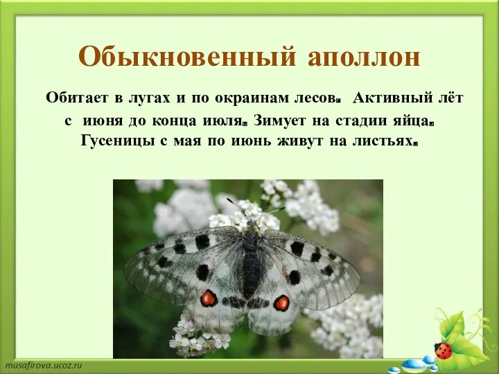 Обыкновенный аполлон Обитает в лугах и по окраинам лесов. Активный