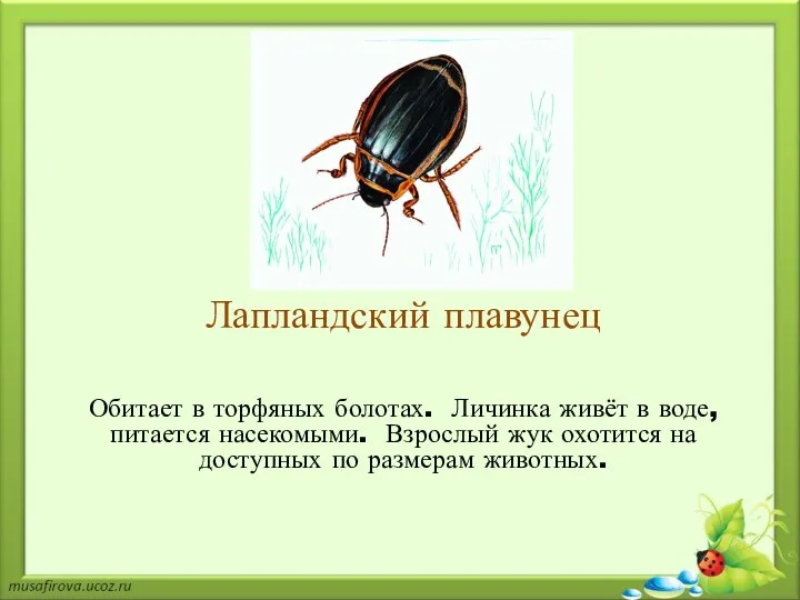 Лапландский плавунец Обитает в торфяных болотах. Личинка живёт в воде,