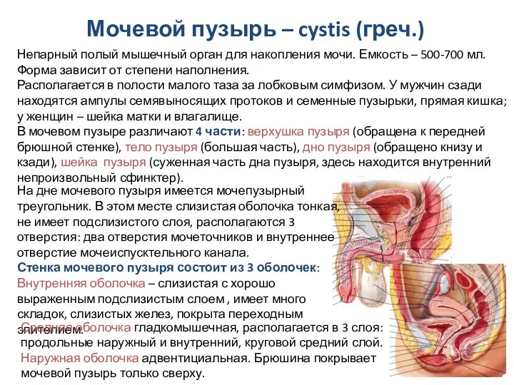 Мочевой пузырь – cystis (греч.) Непарный полый мышечный орган для