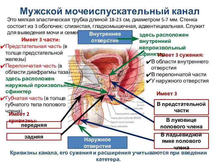 Мужской мочеиспускательный канал Это мягкая эластическая трубка длиной 18-23 см,