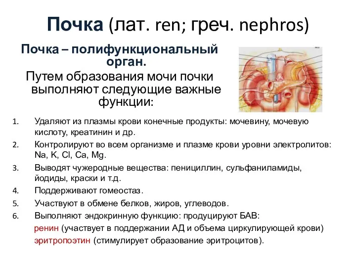 Почка (лат. ren; греч. nephros) Почка – полифункциональный орган. Путем