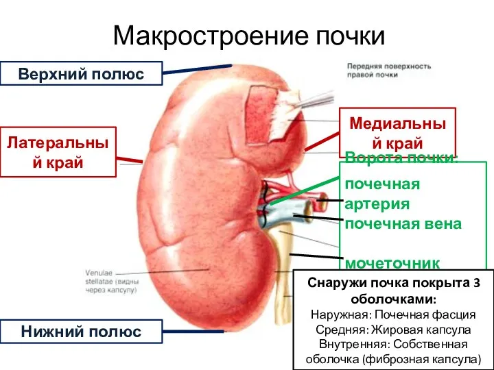 Макростроение почки Верхний полюс Латеральный край Нижний полюс Медиальный край