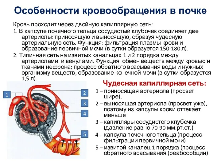 Особенности кровообращения в почке Кровь проходит через двойную капиллярную сеть: