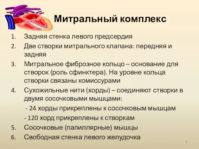 Митральный комплекс Задняя стенка левого предсердия Две створки митрального клапана: