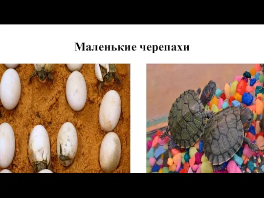 Маленькие черепахи