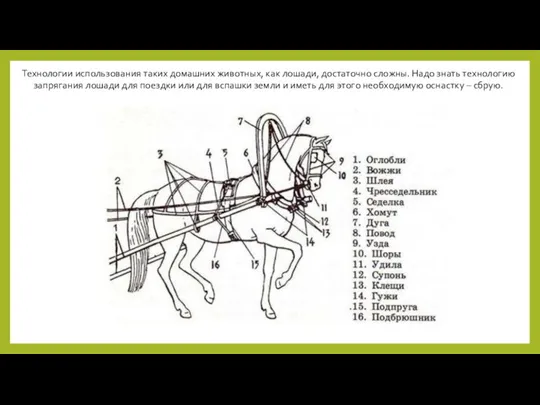 Технологии использования таких домашних животных, как лошади, достаточно сложны. Надо