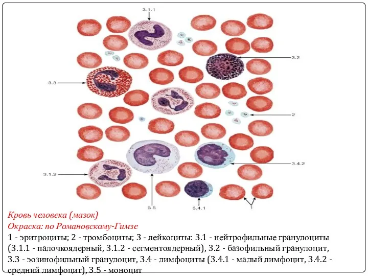 Кровь человека (мазок) Окраска: по Романовскому-Гимзе 1 - эритроциты; 2