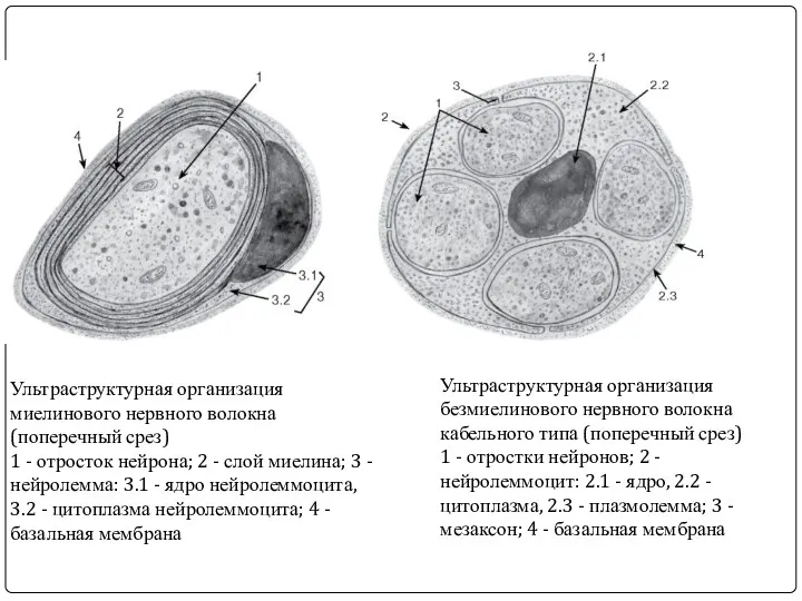 Ультраструктурная организация безмиелинового нервного волокна кабельного типа (поперечный срез) 1