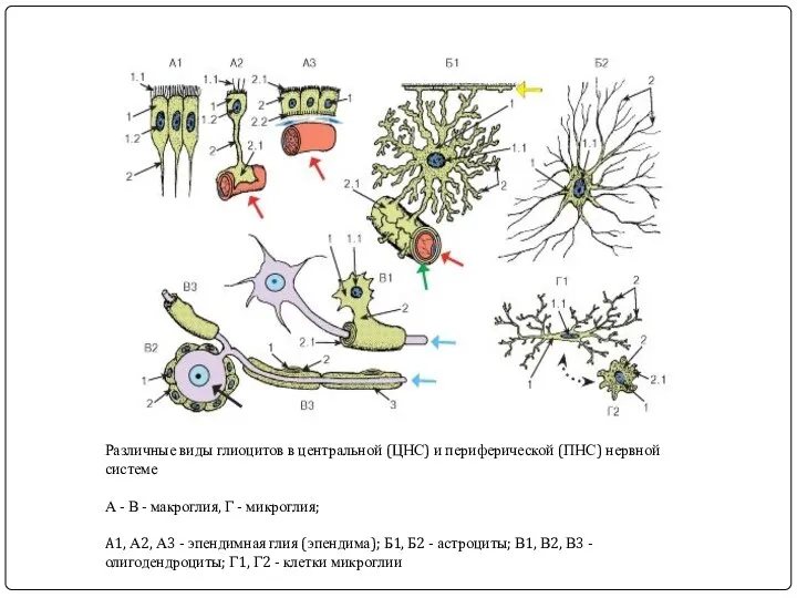 Различные виды глиоцитов в центральной (ЦНС) и периферической (ПНС) нервной