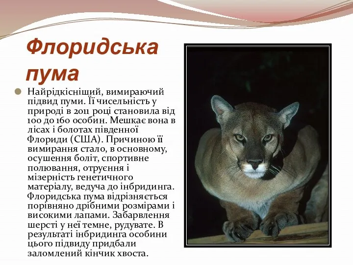 Флоридська пума Найрідкісніший, вимираючий підвид пуми. Її чисельність у природі