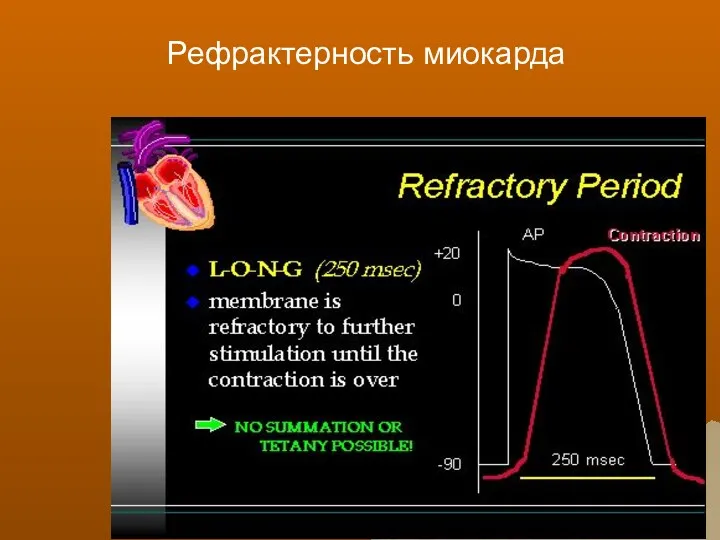 Рефрактерность миокарда