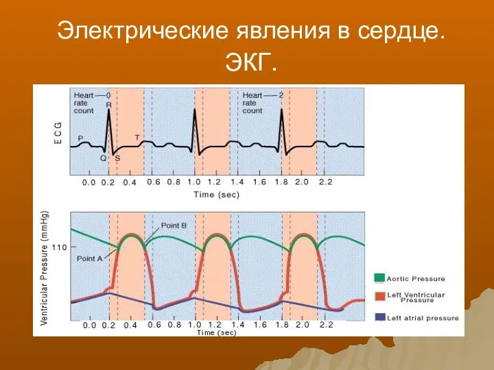 Электрические явления в сердце. ЭКГ.