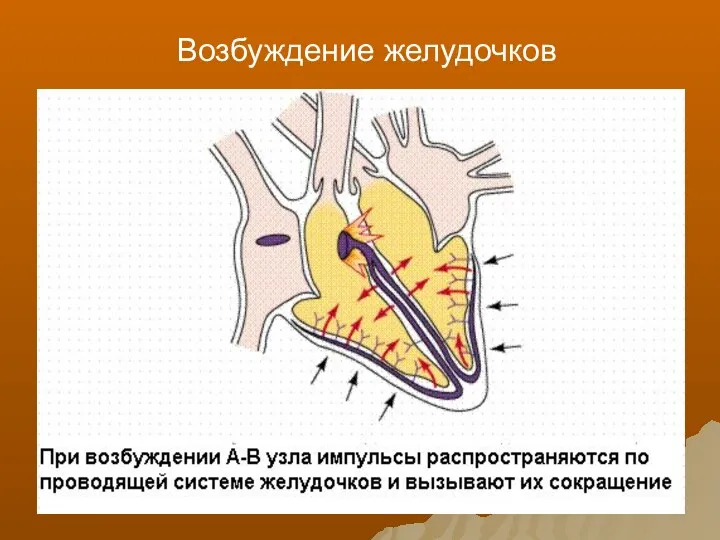 Возбуждение желудочков