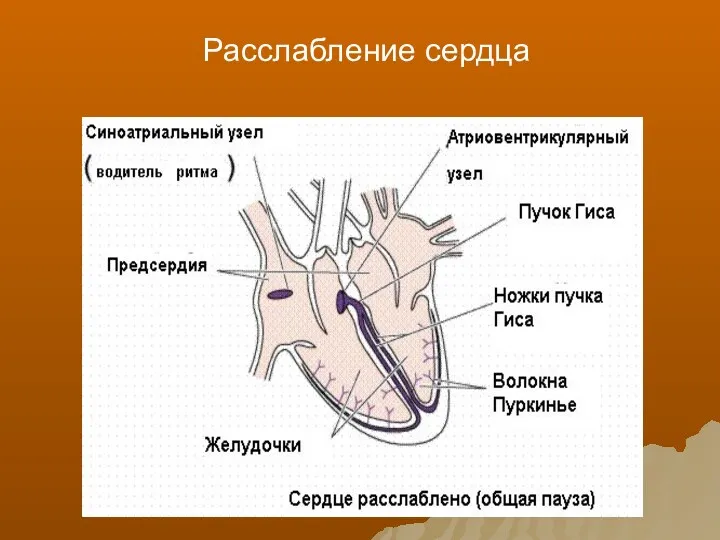 Расслабление сердца