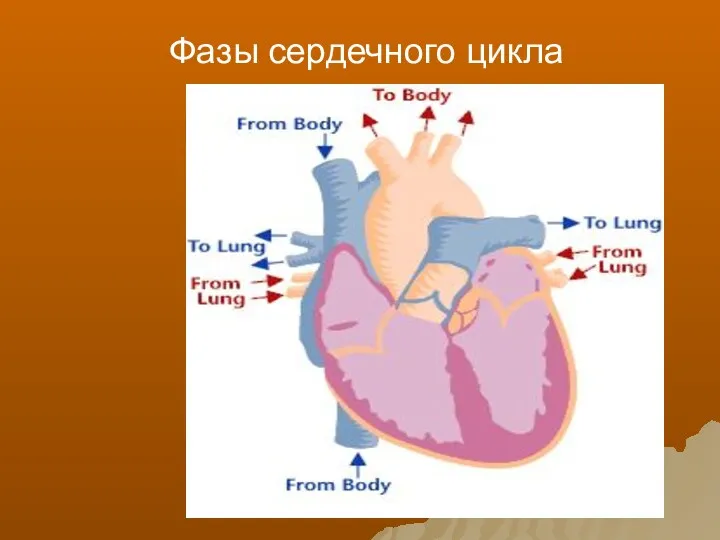 Фазы сердечного цикла