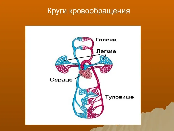 Круги кровообращения