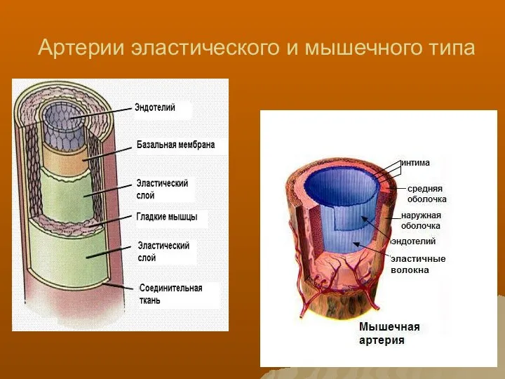 Артерии эластического и мышечного типа