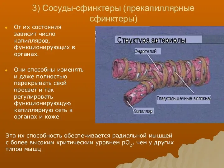 3) Сосуды-сфинктеры (прекапиллярные сфинктеры) От их состояния зависит число капилляров,