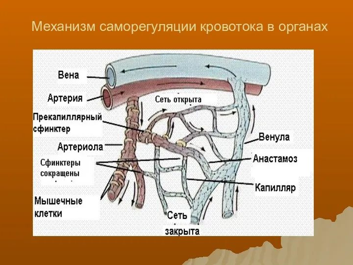 Механизм саморегуляции кровотока в органах