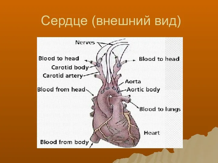 Сердце (внешний вид)