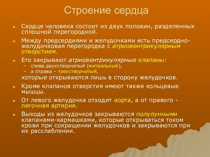 Строение сердца Сердце человека состоит из двух половин, разделенных сплошной