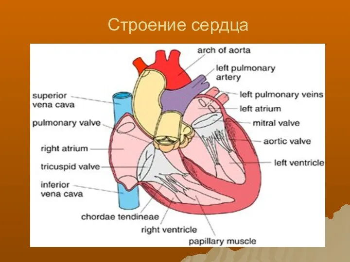 Строение сердца