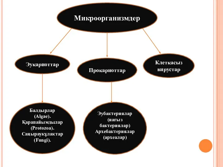 Микроорганизмдер Эукариоттар Прокариоттар Клеткасыз вирустар Балдырлар (Аlgае). Қарапайымдылар (Рrotozoa). Саңырауқұлақтар