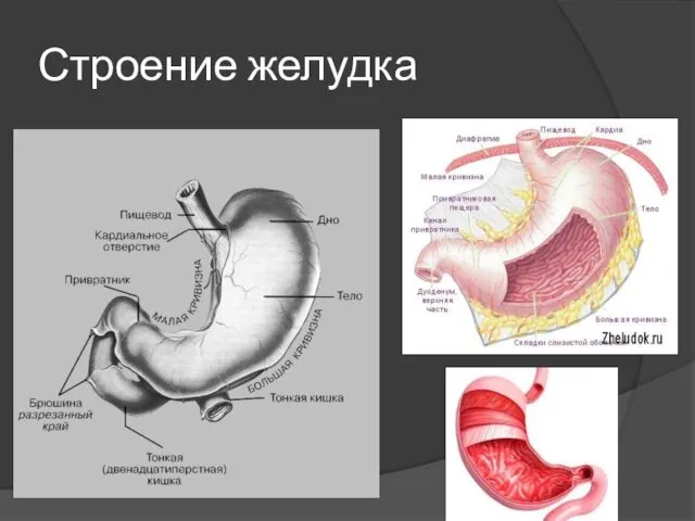 Строение желудка