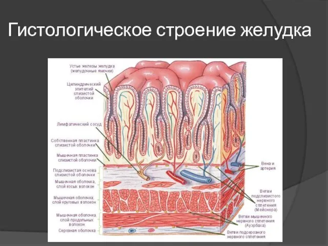 Гистологическое строение желудка