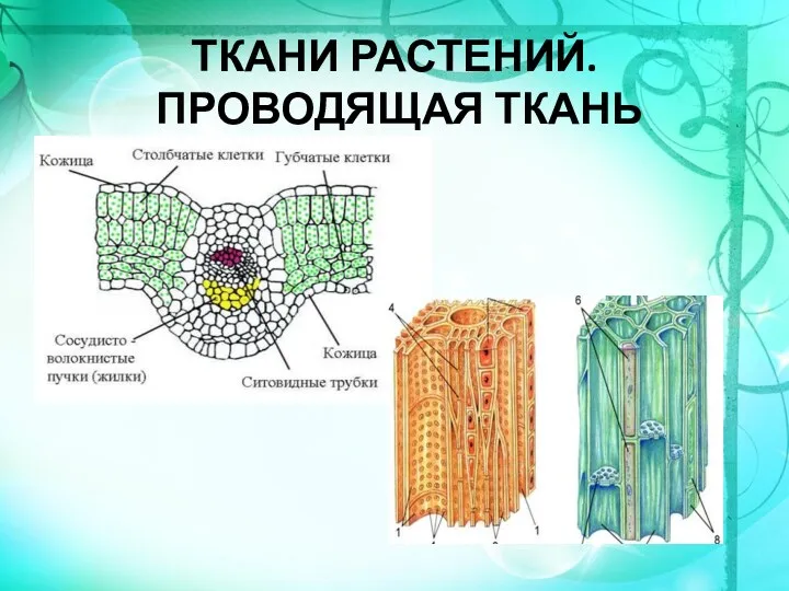 ТКАНИ РАСТЕНИЙ. ПРОВОДЯЩАЯ ТКАНЬ