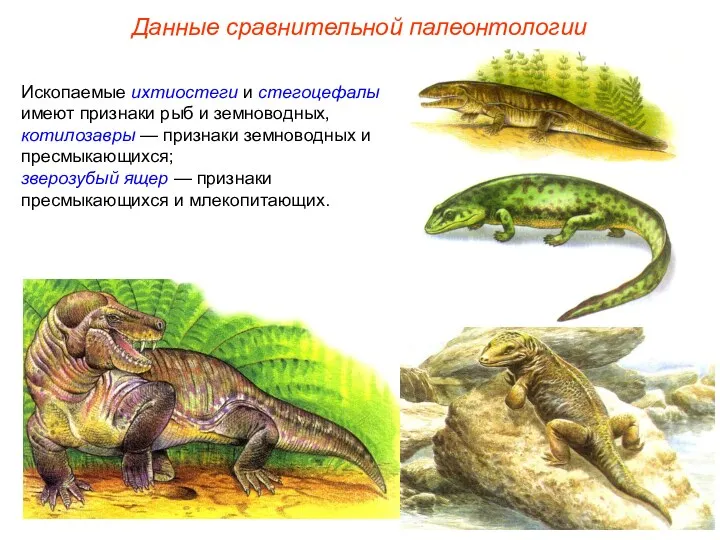 Ископаемые ихтиостеги и стегоцефалы имеют признаки рыб и земноводных, котилозавры