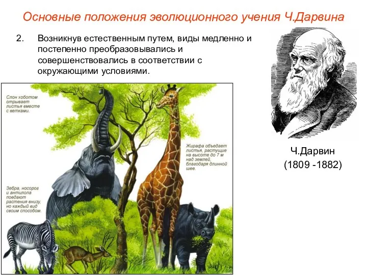 Основные положения эволюционного учения Ч.Дарвина Ч.Дарвин (1809 -1882) Возникнув естественным