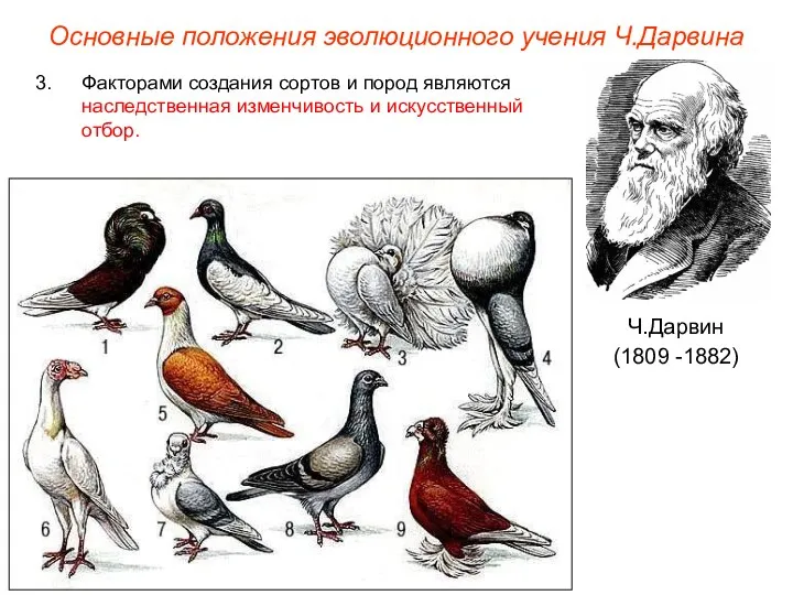 Основные положения эволюционного учения Ч.Дарвина Ч.Дарвин (1809 -1882) Факторами создания