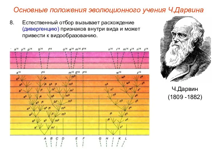 Основные положения эволюционного учения Ч.Дарвина Ч.Дарвин (1809 -1882) Естественный отбор