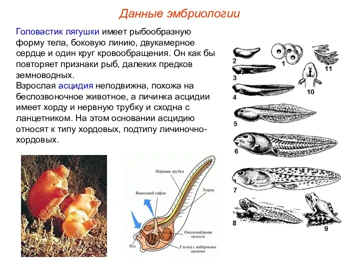 Головастик лягушки имеет рыбообразную форму тела, боковую линию, двукамерное сердце