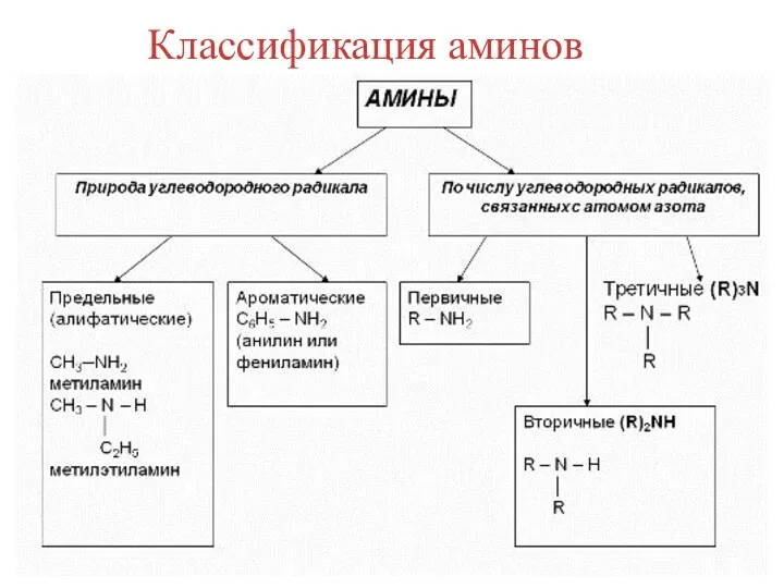 Классификация аминов