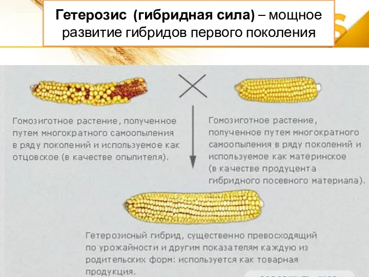 Гетерозис (гибридная сила) – мощное развитие гибридов первого поколения