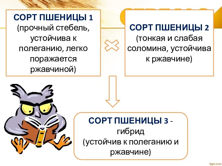 СОРТ ПШЕНИЦЫ 1 (прочный стебель, устойчива к полеганию, легко поражается