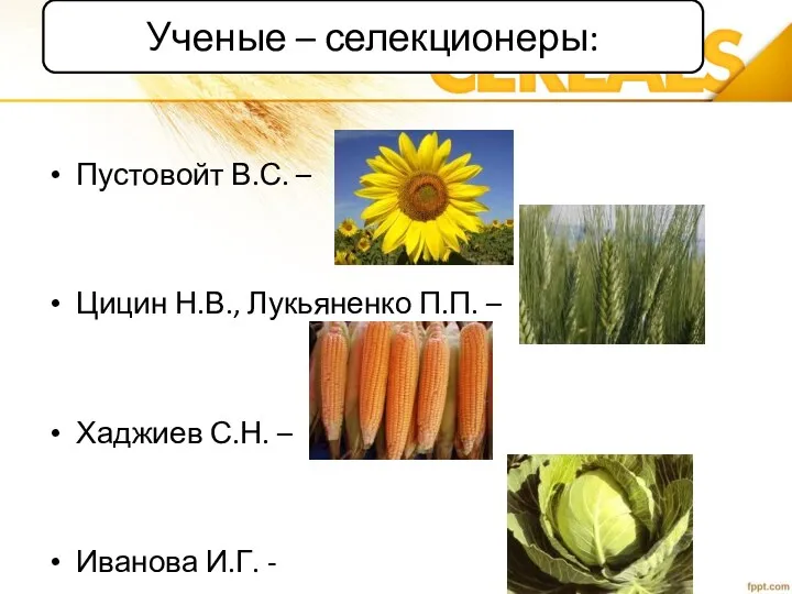 Ученые – селекционеры: Пустовойт В.С. – Цицин Н.В., Лукьяненко П.П. – Хаджиев С.Н.