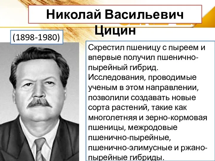 Скрестил пшеницу с пыреем и впервые получил пшенично-пырейный гибрид. Исследования,