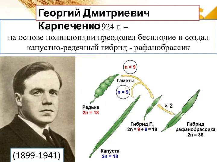 В 1924 г. – на основе полиплоидии преодолел бесплодие и создал капустно-редечный гибрид