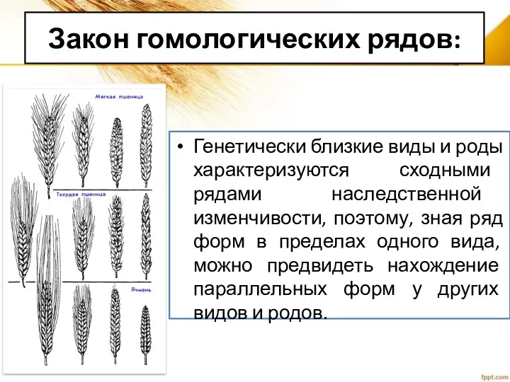Закон гомологических рядов: Генетически близкие виды и роды характеризуются сходными рядами наследственной изменчивости,