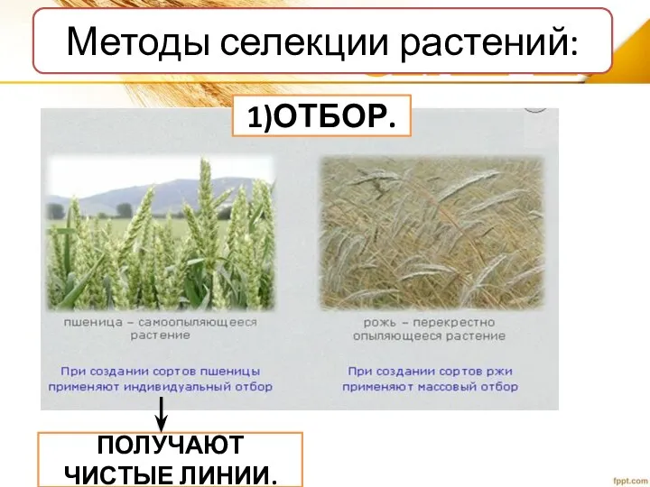 Методы селекции растений: 1)ОТБОР. ПОЛУЧАЮТ ЧИСТЫЕ ЛИНИИ.