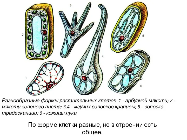 Разнообразные формы растительных клеток: 1 - арбузной мякоти; 2 - мякоти зеленого листа;