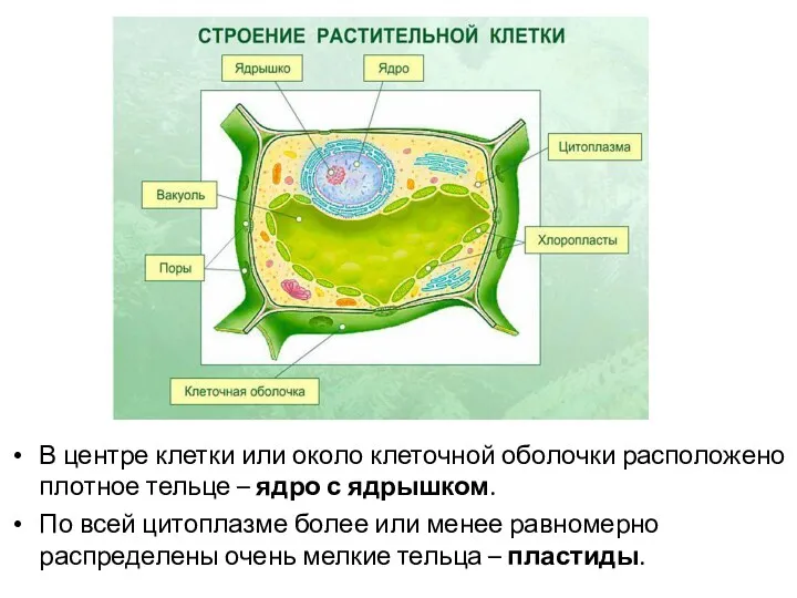 В центре клетки или около клеточной оболочки расположено плотное тельце – ядро с