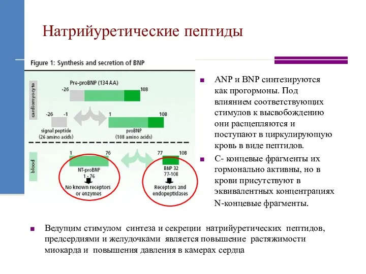 Натрийуретические пептиды ANP и BNP синтезируются как прогормоны. Под влиянием