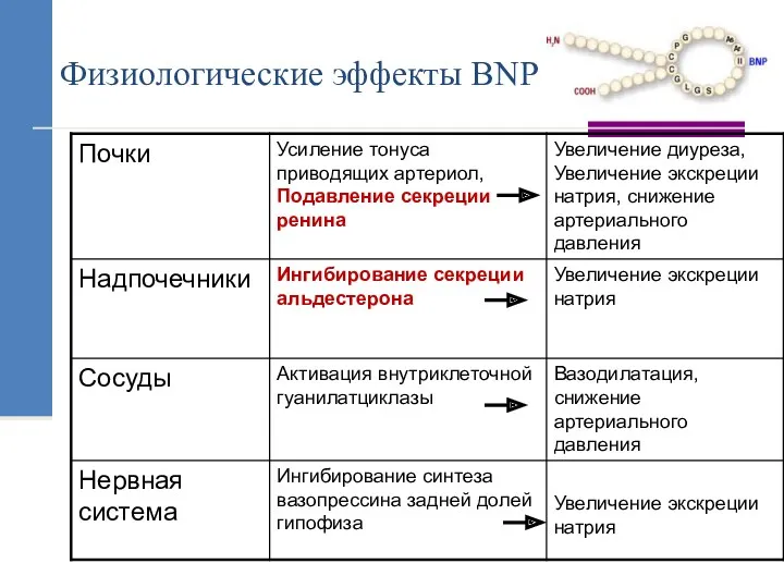 Физиологические эффекты BNP