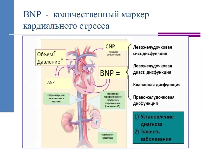 BNP - количественный маркер кардиального стресса